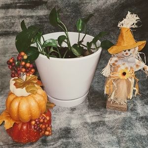 Golden Pothos (Taro Vine)